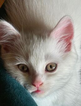 Persischer Kater zu haben / 525 € - Berlin Neukölln