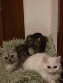 Kater . Katze in 71254