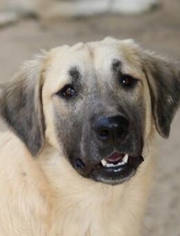 Klößchen, geb.ca. 03/2023, Griechenland - Markdorf