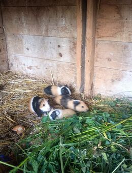 Bunte Meerschweinchen abzugeben! - Frauenstein Zentrum