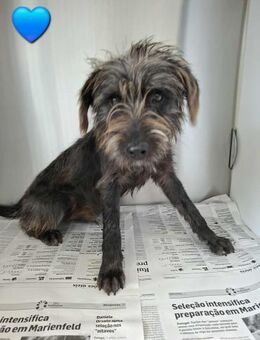 Charlie - lieb und freundlich - Höchst (Odenwald)