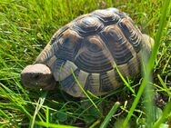 Schildi - Griechische Landschildkröte - 5 Jahre alt in gute Hände abzugeben - Scheyern