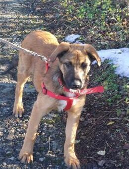 Cleo, sanfte Riesenpfote sucht Liebe - Berlin