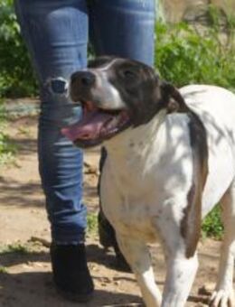 die agile Martina sucht ihre Menschen - Untergriesbach