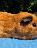 2 schöne Cuy Meerschweinchen Böcke abzugeben in 45886