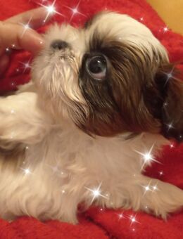 Unsere reinrassige Shih Tzu Rasselbande wir in die Welt hinaus! - Wismar