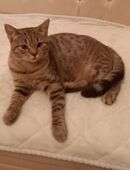 Katze British Kurzhaar Kitten Jungkatze ( BTH ) Mix in 70469
