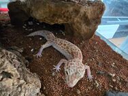 3 Leopard Geckos mit terrarium - Rheinberg