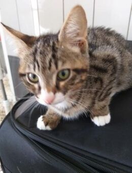 Zuso - liebt seinen großen Bruder sehr - Kirchheim (München)