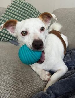 Pamela, freundlich, verschmust, aktiv - Westerholt