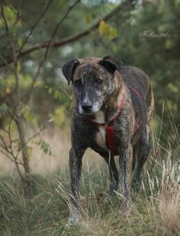 Theo ein sanfter Riese sucht euch! - Salzwedel (Hansestadt) Zentrum