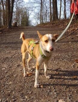 Simba sucht sein Zuhause - Hamburg