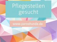 Pflegestellen gesucht - Bergkirchen