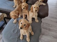 6 cocker spaniel zum Verkaufen - Biedenkopf