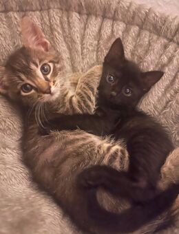 Tabby Babykatzen - Kerpen (Kolpingstadt) Zentrum