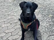 Finn sucht eine neue Familie - Berlin