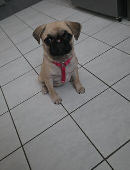 Mops Mädchen sucht bestes zu hause - Berlin