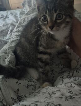 Babykatze Kitten - Witten