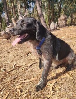 Tonka-verspielter, verschmuster Junghund - Velbert