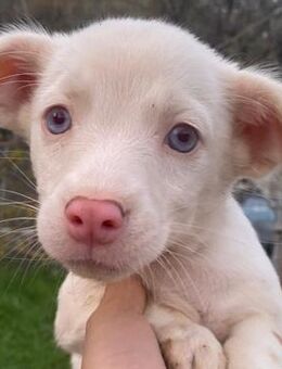 Toffifee, geb. ca. 10/2025, GRIECHENLAND - Euskirchen