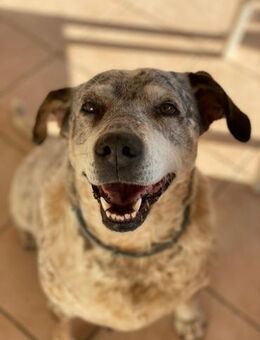 Pipa sucht ein liebevolles Zuhause - Untergriesbach