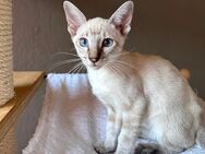 Siam - Mix Kitten - Kaltenkirchen