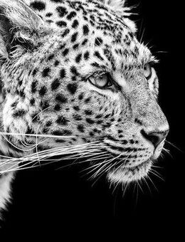 Papermoon Fototapete Leopard Schwarz & Weiß