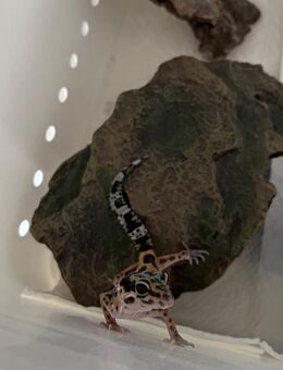 Leopardgecko - Wolfsburg Zentrum