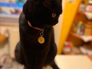 Baby Katze - Krefeld