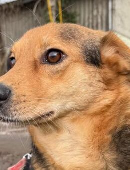 Kleiner Benji wartet nahe Köln. - Weiterstadt