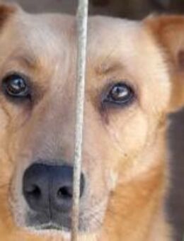 Marika hat ein Herz aus Gold 🐾 - Elsdorf (Nordrhein-Westfalen)