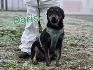 Daris sucht ein Zuhause - Linden (Hessen)