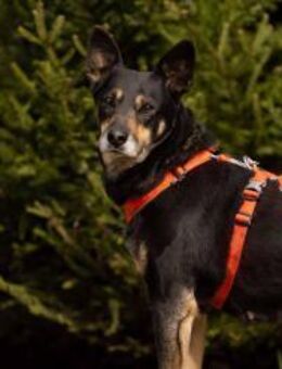 Kluge Dana sucht liebevolles Zuhause - Duisburg