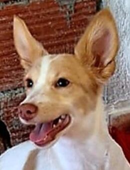 Eve - quirliges Hundemädel - Mettmann