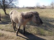 Konik Junghengst - Stendal (Hansestadt)