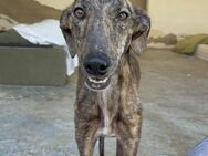 Fieby - liebe Galga sucht ihr Zuhause - Bad Camberg