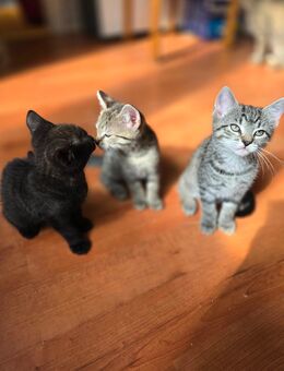 Katzen Kitten suchen ein neues Zuhause - Bassum