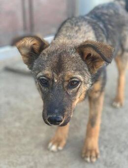 Clark möchte deine Begleiterin sein - Celle