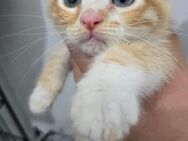 Silky - seidig und süß - Kirchheim (München)