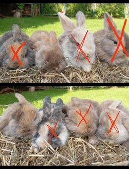 Zwergkaninchen, Mini Lop, Löwenköpfchen Mix - Sagard