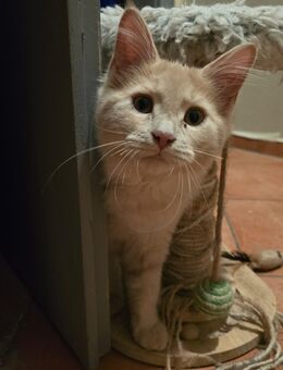 Ein Maine Coon Kitten sucht noch ein neues Zuhause - Märkische Heide