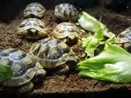 Griechische Landschildkröten Breitrandschildkröten (Testudo marginata) Nachzuchten 2023 - Neresheim Zentrum