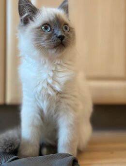 Katze Heilige Birma - Beindersheim