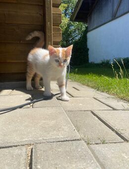Kätzchen, Katzenmädchen abzugeben - Rottenburg (Laaber)