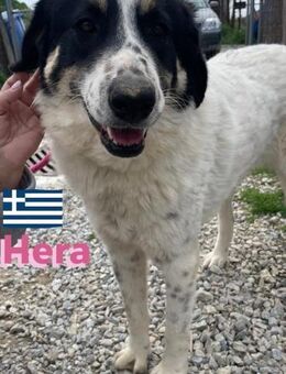 Hera 09/23 -Schönheit sucht - Heppenheim (Bergstraße)