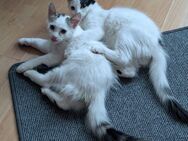Putzige weiße Geschwister-Kater als Pärchen abzugeben - Frankfurt (Main) Altstadt