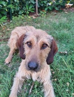 Notfall Gnicche!‼️ - Würzburg