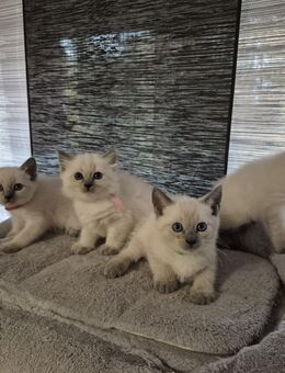 Zuckersüße Siam-Thai Kitten, Kätzchen - seltener Farbton Lilac Point Blue Point - Siegen (Universitätsstadt)