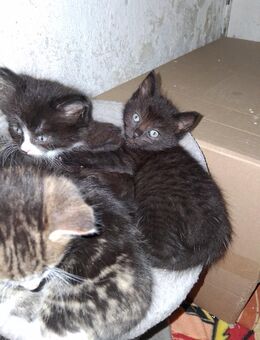 Katzenbabys. Ab 30.10.2025 - Merzen