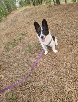 Lilly; kleines Herz auf vier Pfoten - Geilenkirchen